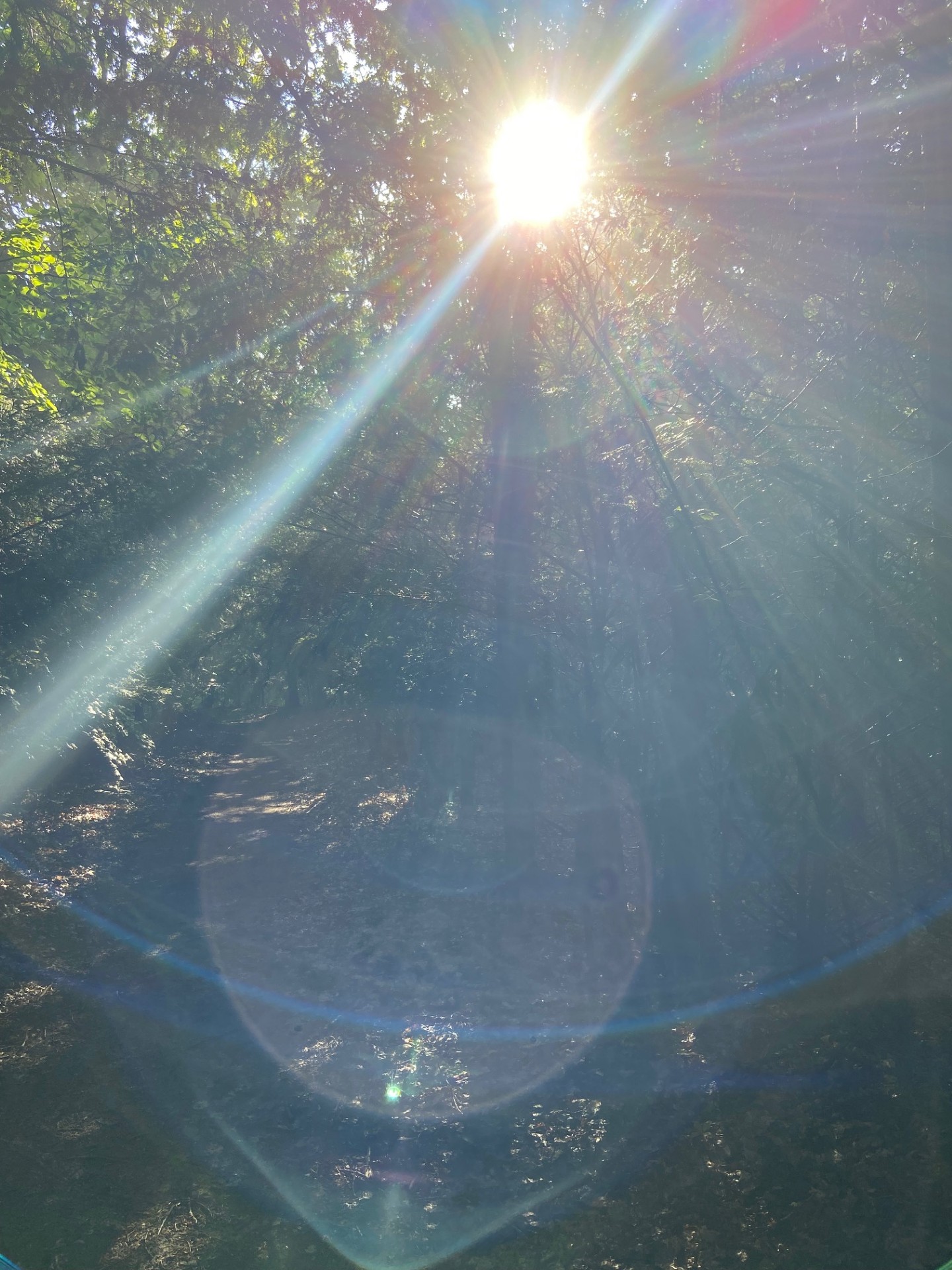 Natuur therapie in het bos